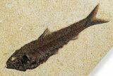 Plate with Two Huge Fossil Fish (Knightia) - Wyoming #370872-3